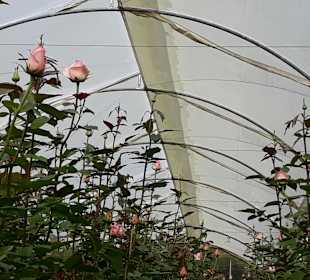 Rosenzucht am Fuße des Cotopaxi