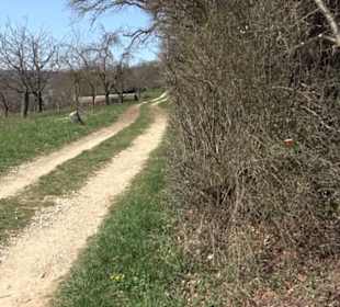 Premiumwanderweg "hochgeblickt"