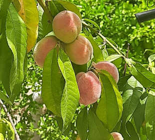 Leckeres Obst überall auf der Farm