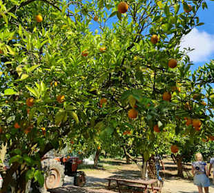 Orangenplantage