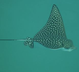 Adlerrochen direkt in der Bucht !