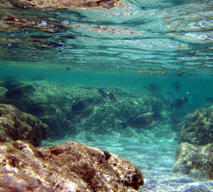 Unterwasser am Innenriff