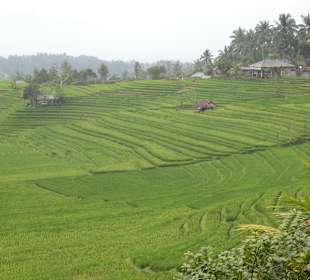 Reisfelder