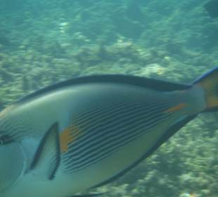 Unterwasseraufnahme am Hausriff