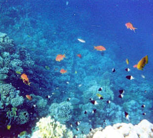 Große Fischvielfalt