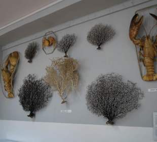 Muzeum Rybołówstwa Morskiego