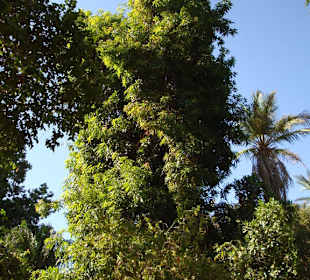 Solche Gummibäume stehen dort draussen