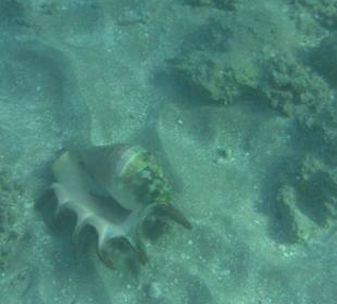 Подводный мир возле отеля