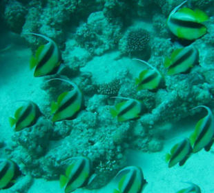 Die Logofische des JDC