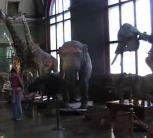 Naturhistorisches Museum