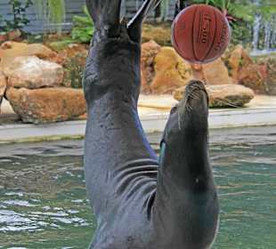 Sea Lion Show
