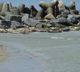 Ausflug Büsum Helgoland