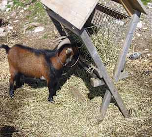 Restaurant Sonnenalm