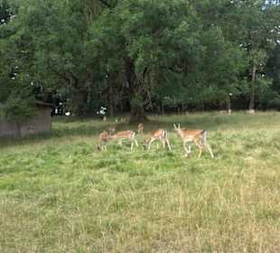 Wildgehege Holzelfingen