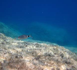 Šnorchlování v oblasti Kalithea