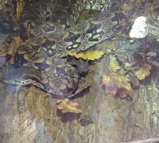 Südamerika Bereich - Löwenhaus