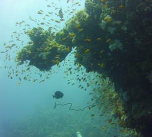 Tauchen Brayka Bay Marsa Alam