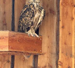 Irrland Bauernhof-Erlebnisoase