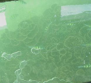 Korallen und Fische