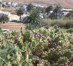 Palmenoase mitten in der Vulkanwüste