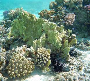 Schnorchelriff vor der Bucht