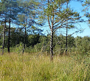 Abwechslungsreicher Weg