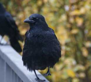 Parkanlage Planten un Blomen