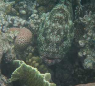 Schnorcheln beim Fort Arabesque