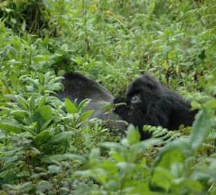 Berggorillas im Volcano National Park