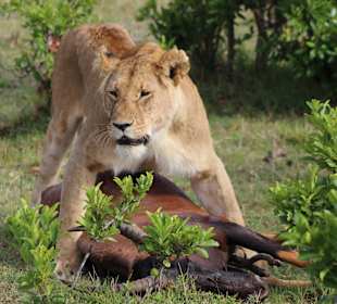 Hände weg von meinem Essen...