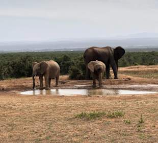 Addo Elephant Nationalpark
