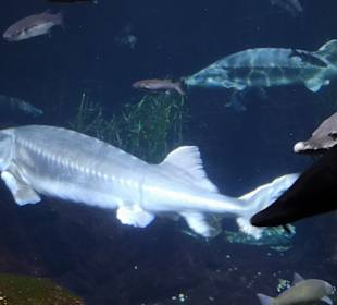 Aquarium