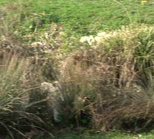 Unterer Schlossgarten Stuttgart