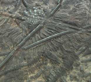 Elder-Museum Las Palmas