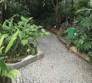 Tropenhaus - Schaugewächs -  Botanischer Garten