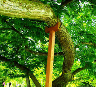 Im Kurpark unterwegs. Abstützung alter Bäume