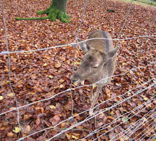 Tier- und Wildgehege