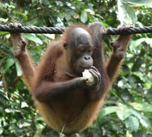 Orang Utans