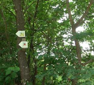 Premiumspazierweg Früchtetrauf-Leisawegle