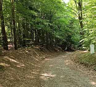 Grenzweg im Wald