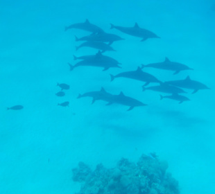 Sataya Riff Marsa Alam