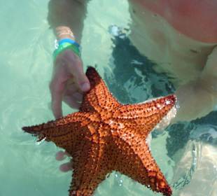 Wunderschöner Seestern