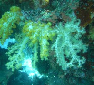 Мягкие кораллы Фиджи.