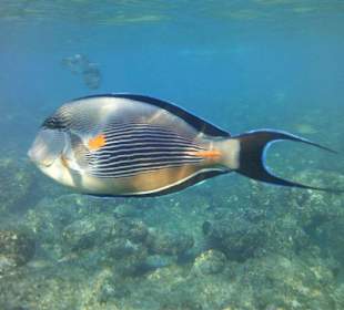 Prachtvolle Fische am Riff