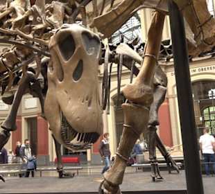 Museum für Naturkunde