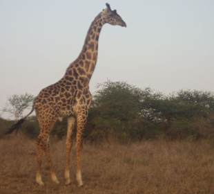 Giraffe