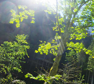 Bäume wurden entfernt