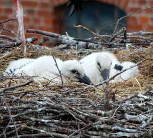 Storchendorf Zywkowo