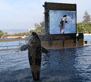 Orca Show