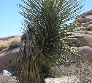 Joshua Tree N.P.